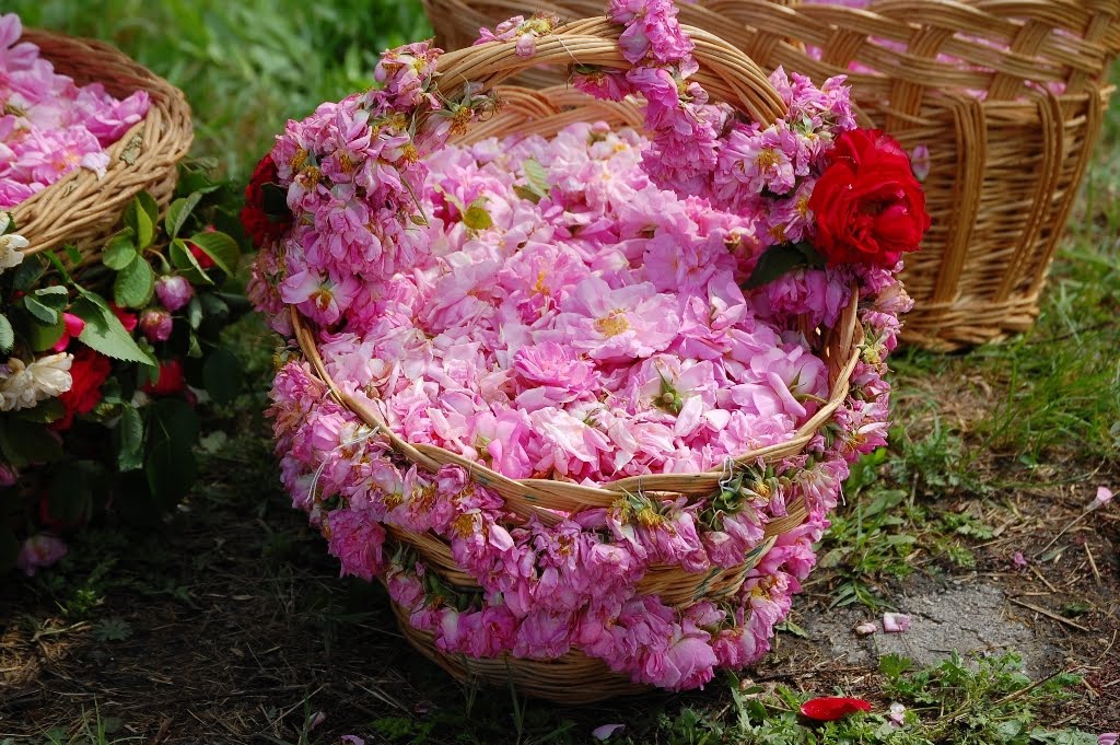 Bulgaria: Rose picking in the Valley of roses - program 2