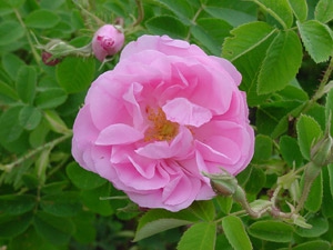 Bulgaria: Rose picking in the Valley of roses - program 3