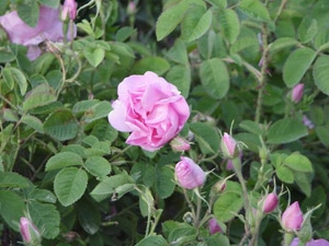 Bulgaria: Rose picking in the Valley of roses - program 4