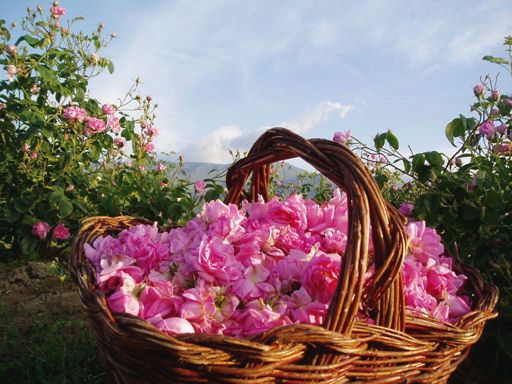 Bulgaria: The Rose festival - program 3