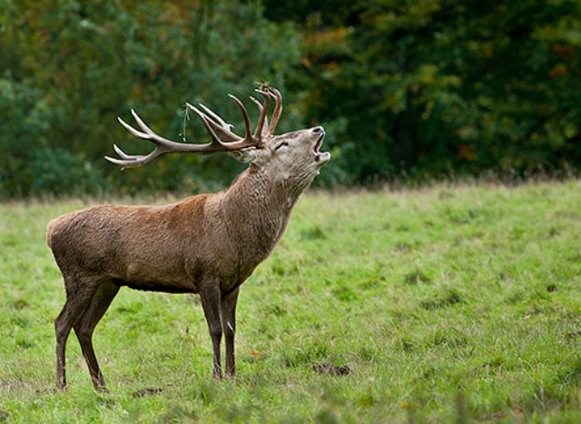 Hunting in States hunting grounds