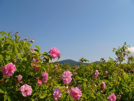 Rose festival in Kazanlak + Sofia, Plovdiv, Rila Monastery & Istanbul