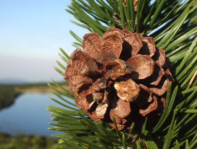 Two Pearls of Bulgaria