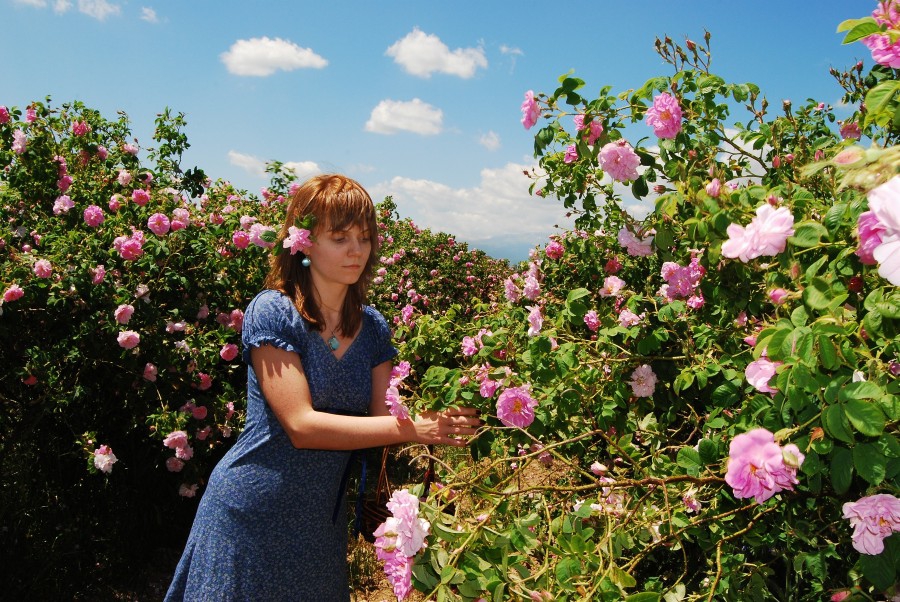 Weekend: Rose picking in the Valley of roses