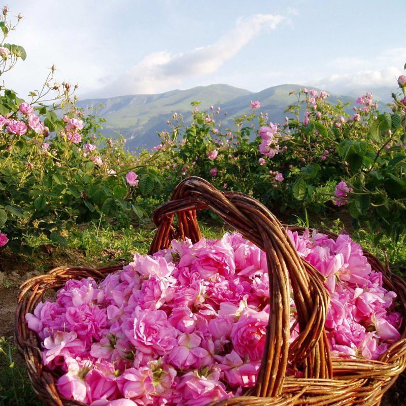 Weekend: Rose picking in the Valley of roses