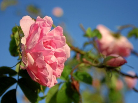 Weekend: Rose picking in the Valley of roses