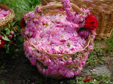 Bulgaria: The Rose festival - program 3