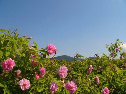 Rose festival in Kazanlak + Sofia, Plovdiv, Rila Monastery & Istanbul
