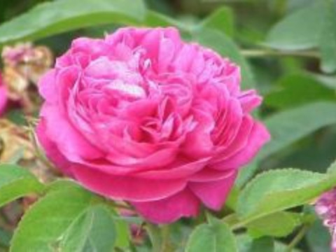 Rose festival in Kazanlak + combined tour Bulgaria - Romania