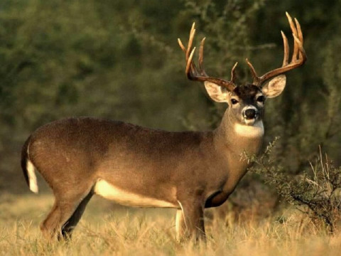 Hunting in States hunting grounds