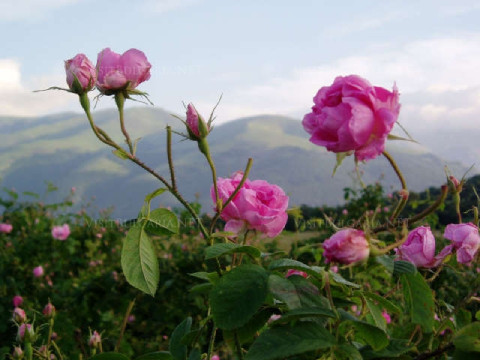 Bulgaria: The Rose festival - program 2